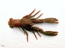 Image of Galathea strigosa (Blue striped squat lobster)