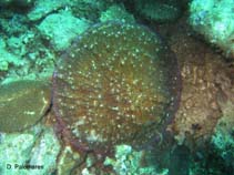 Image of Halomitra pileus (Bowl coral)