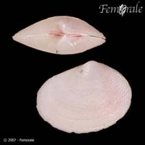 Image of Heterodonax pacificus (Pacific false-bean)