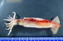Image of Hyaloteuthis pelagica (Glassy flying squid)