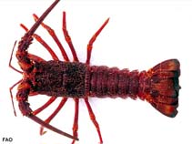 Image of Jasus edwardsii (Red rock lobster)
