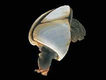 Image of Lepas australis (Southern goose barnacle)