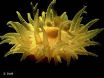 Image of Leptopsammia pruvoti (Sunset cup coral)