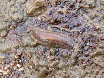 Image of Lepidonotus squamatus (Twelve scaled worm)