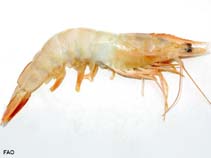 Image of Penaeus setiferus (Northern white shrimp)