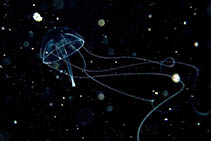 Image of Liriope tetraphylla (Jewel jellyfish)