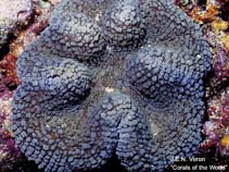 Image of Lobophyllia robusta (Lobed cactus coral)