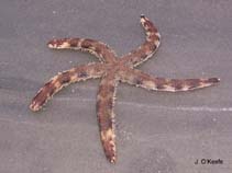 Image of Luidia alternata (Banded starfish)