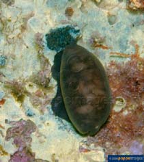 Image of Luria isabella (Isabella cowrie)