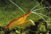 Image of Lysmata grabhami (Cleaner shrimp)