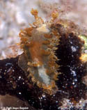 Image of Madrella ferruginosa 