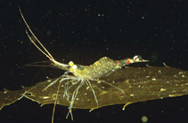 Image of Macrobrachium intermedium (Striped river prawn)