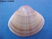 Image of Mactra stultorum (Rayed trough-shell)