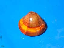 Image of Meretrix meretrix (Asiatic hard clam)