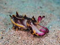 Image of Metasepia pfefferi (Flamboyant cuttlefish)