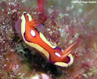 Image of Mexichromis pusilla 