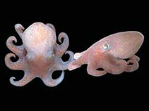 Image of Megaleledone setebos (Giant antactic octopus)