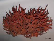 Image of Clathria prolifera (Red beard sponge)