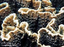 Image of Montipora aequituberculata (Encrusting pore coral)