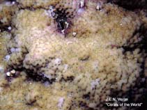 Image of Montipora calcarea 