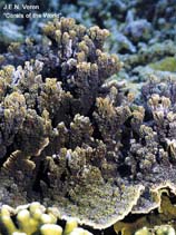 Image of Montipora circumvallata (Porous leaf coral)