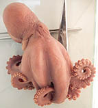 Image of Muusoctopus aegir 