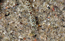 Image of Mysis gaspensis 