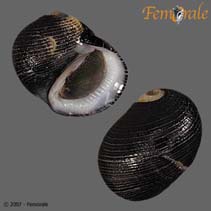 Image of Nerita picea (Pitchy nerite)