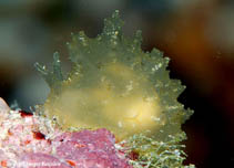 Image of Notarchus indicus (Indian sea hare)