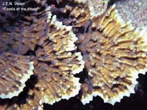 Image of Oxypora crassispinosa (Porous lettucw coral)