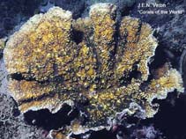 Image of Echinophyllia glabra (Porous lettuce coral)