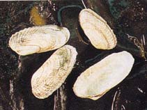 Image of Petricola pholadiformis (American piddock)