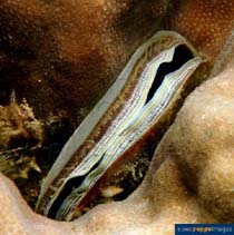Image of Pedum spondyloideum (Iridescent clam)