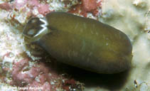 Image of Phanerophthalmus albocollaris 