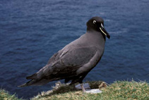 Image of Phoebetria fusca (Sooty albatross)