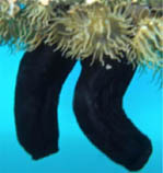 Image of Phallusia nigra (Black sea squirt)