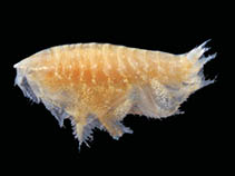 Image of Phoxocephalopsis zimmeri 