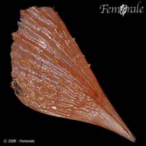 Image of Pinna carnea (Amber penshell)