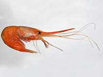 Image of Plesionika edwardsii (Soldier striped shrimp)