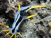Image of Polycera capensis (Crowned nudibranch)