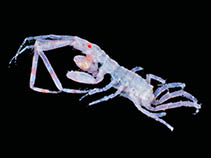 Image of Podocerus cristatus 