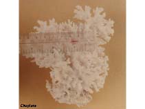 Image of Pocillopora damicornis (Cauliflower coral)