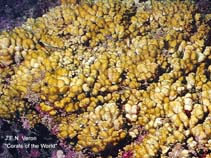 Image of Pocillopora inflata 