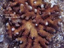Image of Pocillopora molokensis (Moloka‘i cauliflower coral)