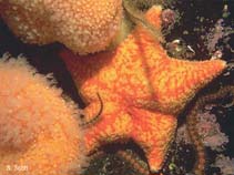 Image of Porania pulvillus (Red cushion starfish)