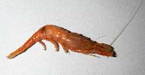 Image of Pontophilus spinosus (Spiny shrimp)