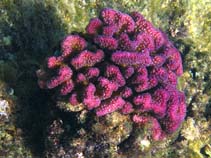 Image of Pocillopora verrucosa (Rasp coral)