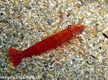 Image of Processa edulis (Nika shrimp)