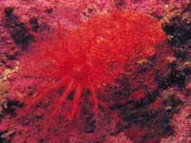 Image of Psolus fabricii (Scarlet psolus)