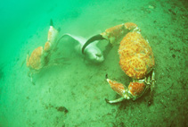 Image of Pseudocarcinus gigas (Tasmanian giant crab)